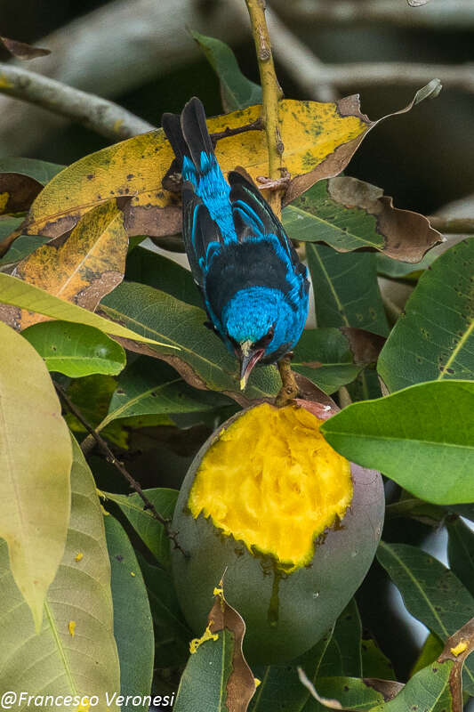 Imagem de Dacnis cayana (Linnaeus 1766)