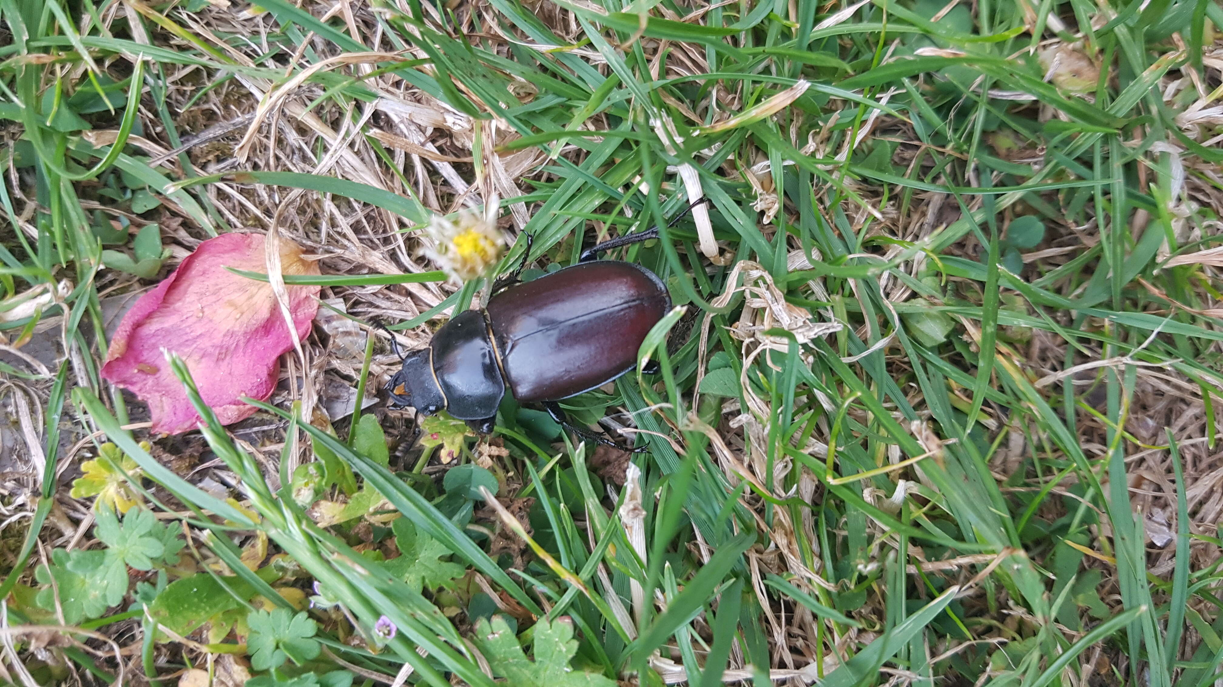 Image of Stag beetle