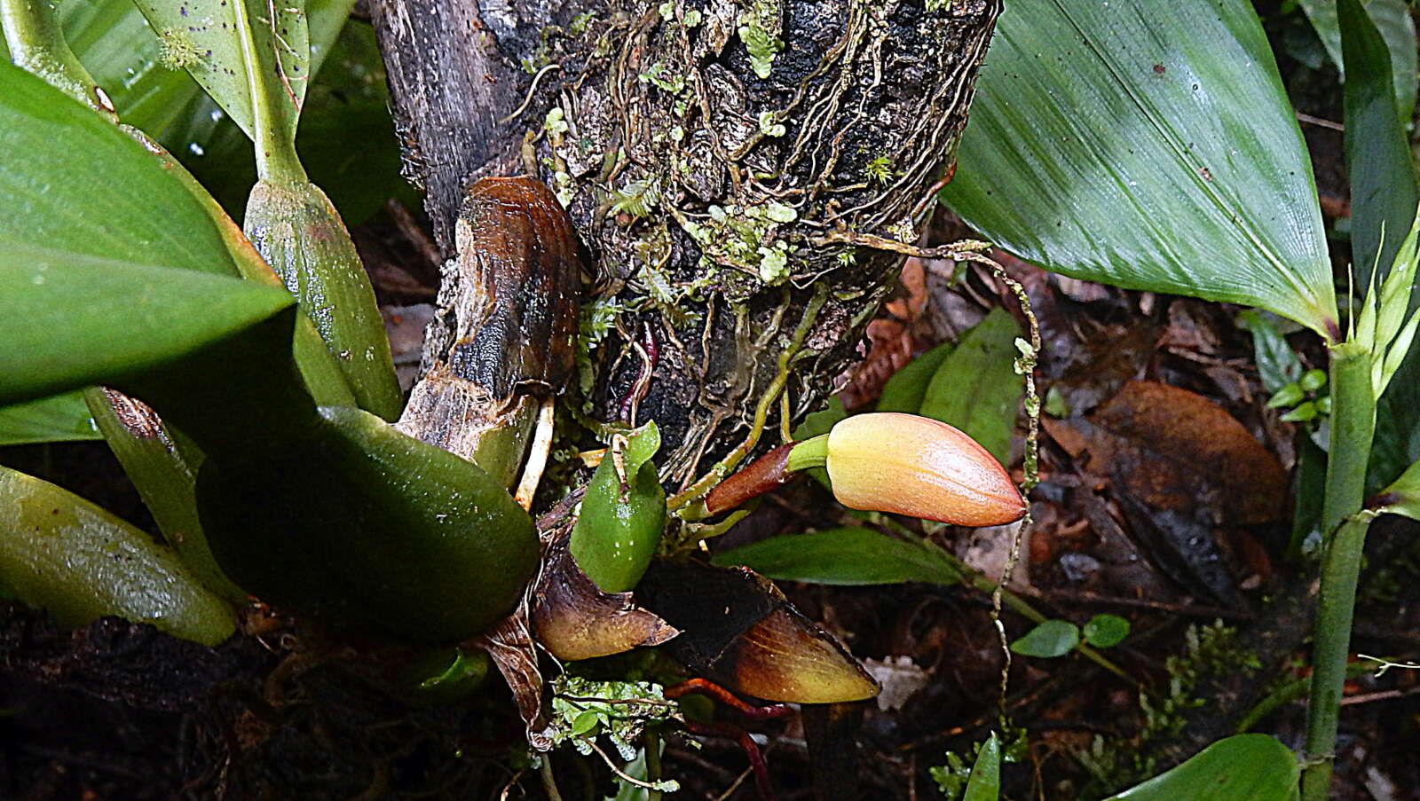 Imagem de Maxillaria rufescens Lindl.