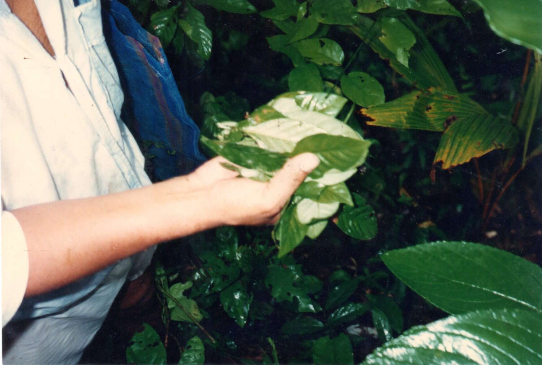 Plancia ëd Psychotria viridis Ruiz & Pav.