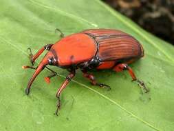 Image of Red palm weevil