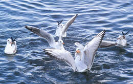 Image of Black-headed Gull