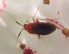 Image of Azalea Plant Bug