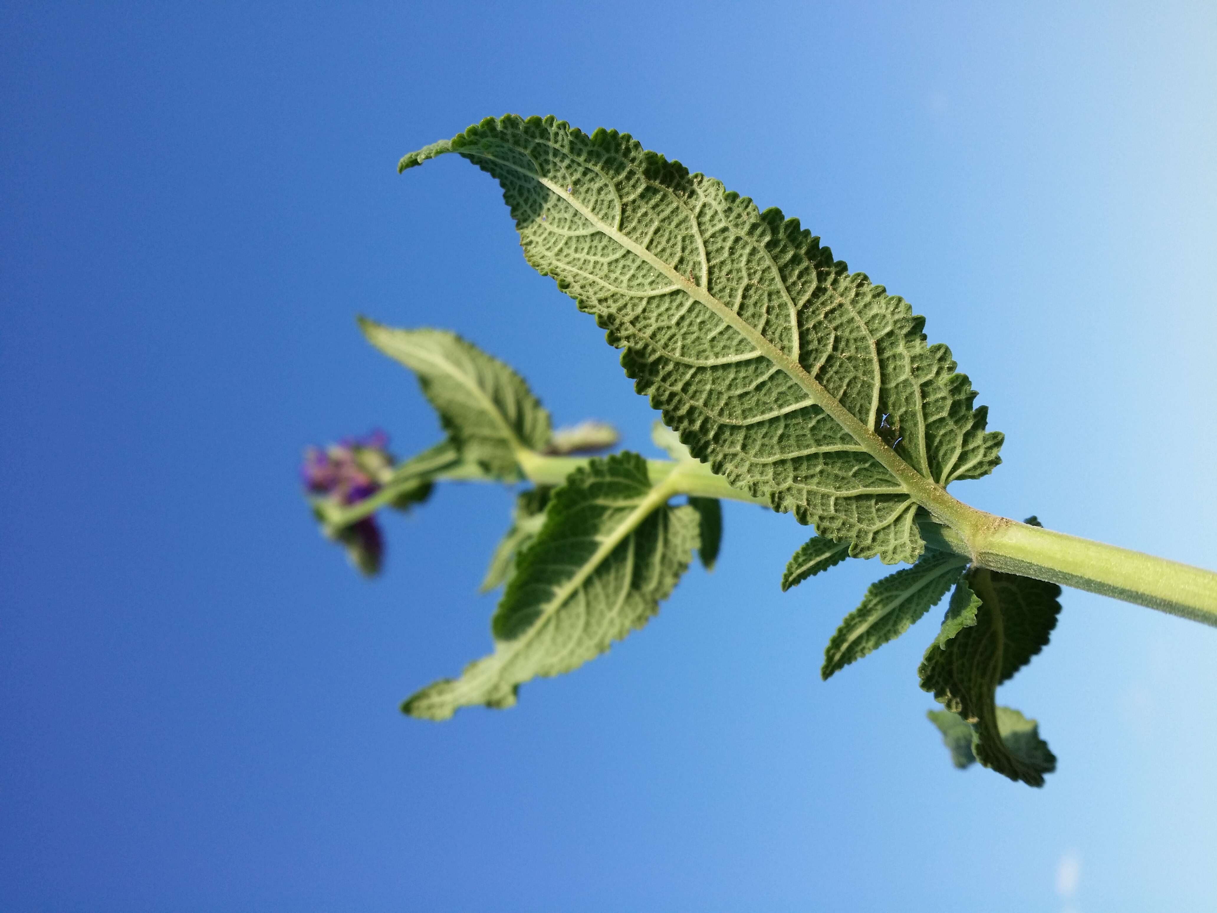 Imagem de Salvia nemorosa L.