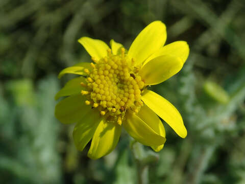 Image of eastern groundsel