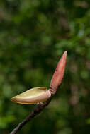 Image of Japanese Big Leaf Magnolia