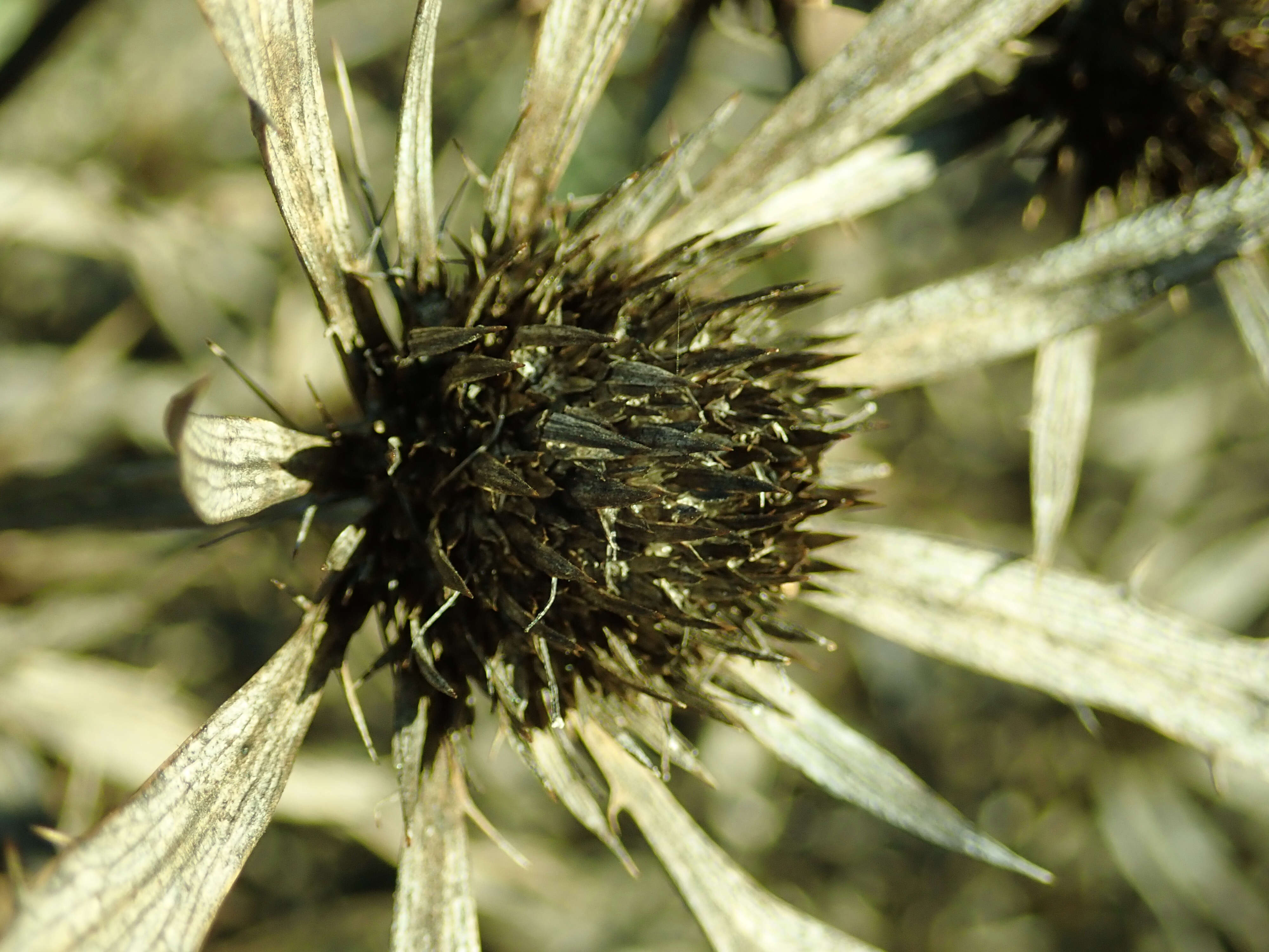 Image of amethyst eryngo