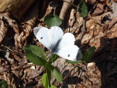 Image of orange tip