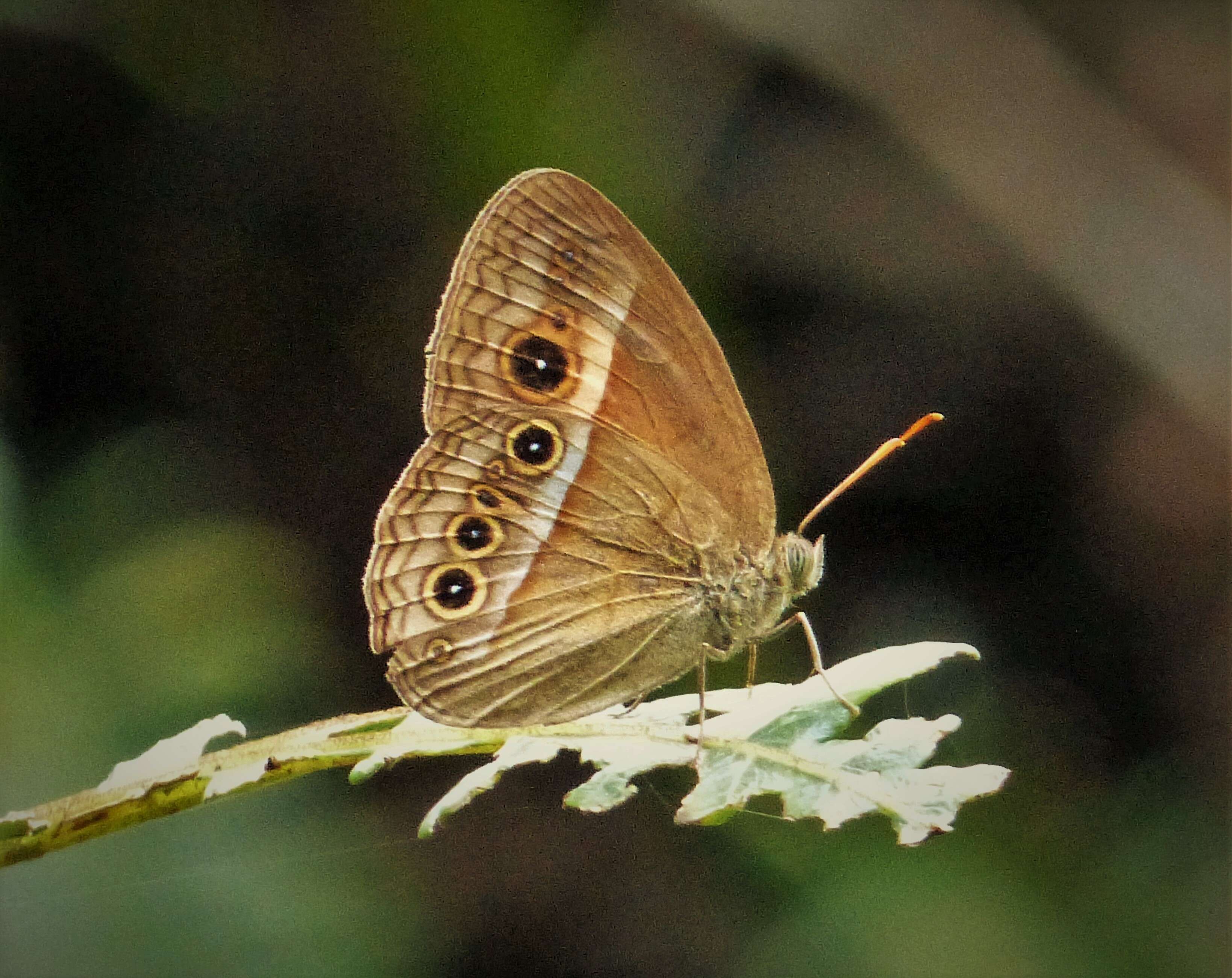 Image of Orange Bush-brown