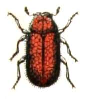 Image of Endecatomidae