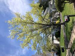 Image of sugar maple