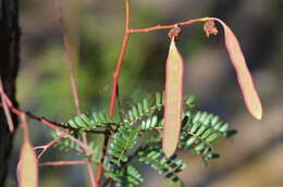 Imagem de Acacia terminalis (Salisb.) J. F. Macbr.