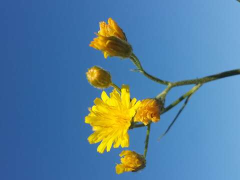 Image of smooth hawksbeard