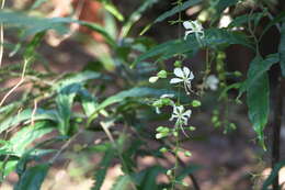 Image of Clerodendrum schmidtii C. B. Clarke