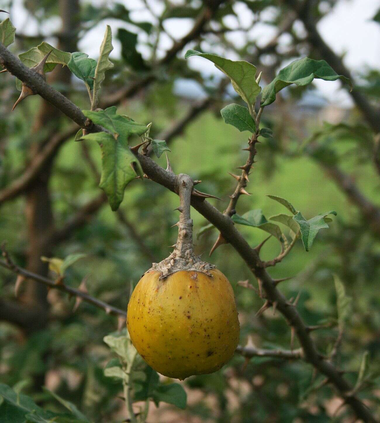 Plancia ëd Solanum aculeastrum Dun.