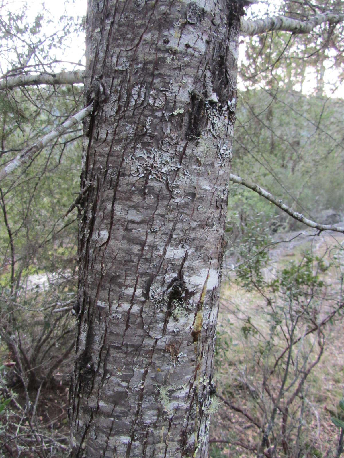 Cupressus goveniana var. abramsiana (C. B. Wolf) Little resmi