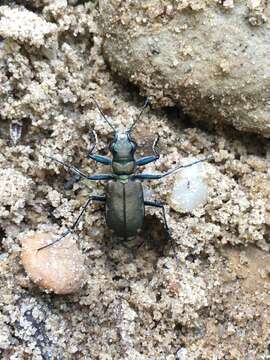 Image of Appalachian Tiger Beetle