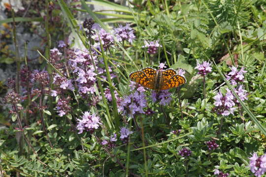 Image of Melitaea athalia