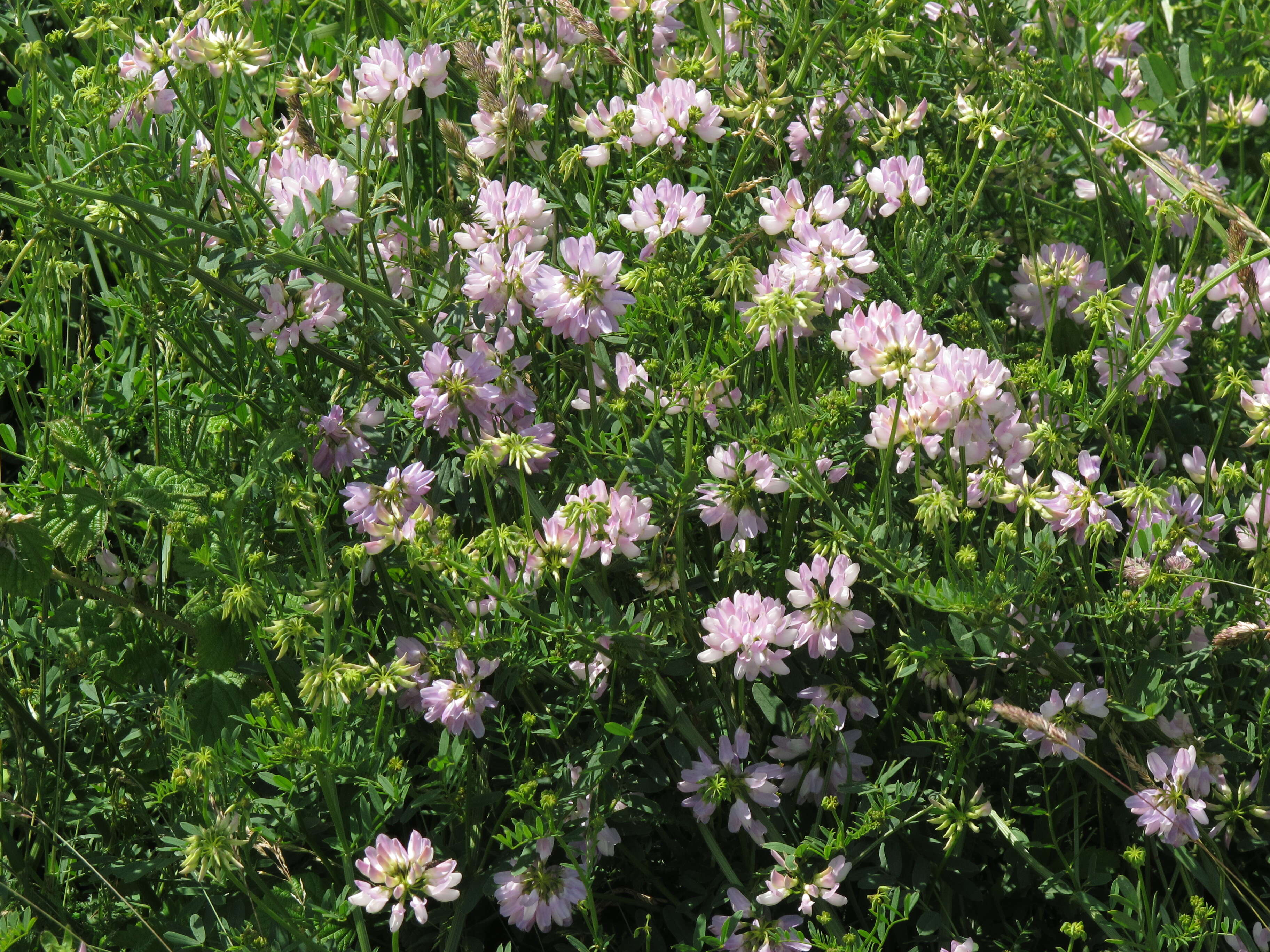 Image of crown vetch