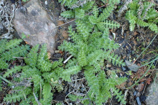 Image of dwarf thistle