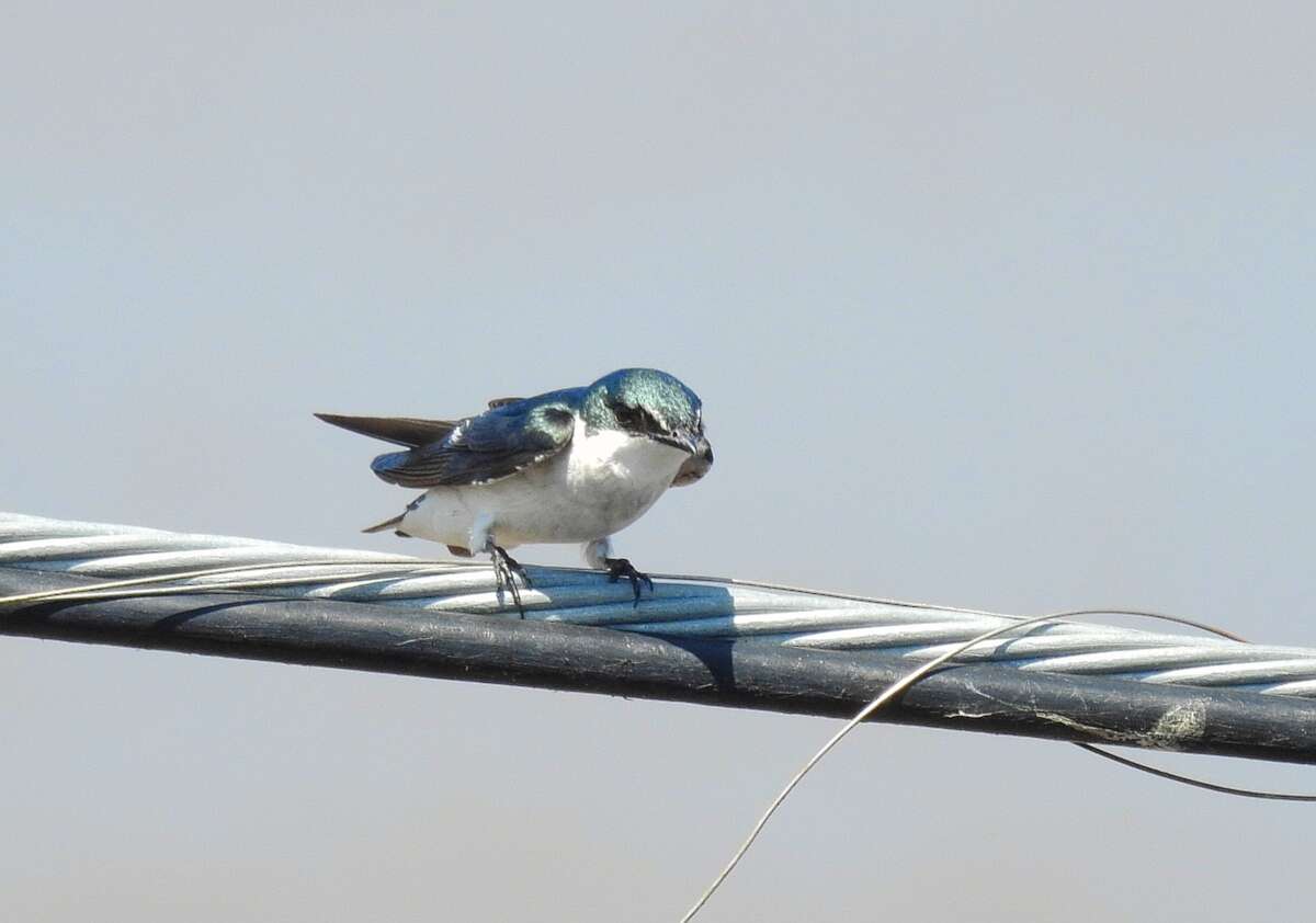 Image of Mangrove Swallow