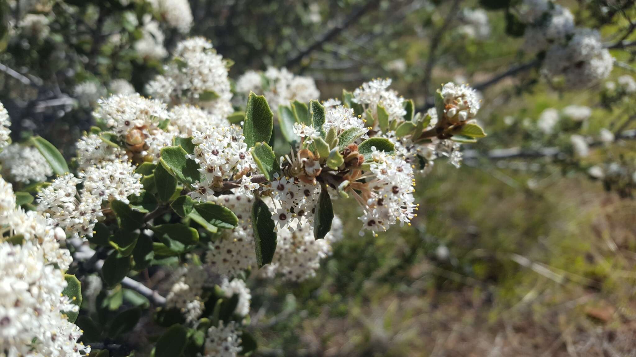 Image of ceanothus