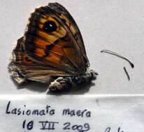 Image of Lasiommata maera