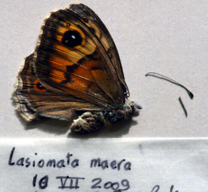 Image of Lasiommata maera