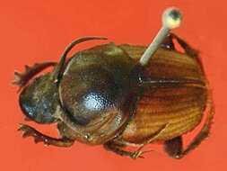 Image of Bull Headed Dung Beetle