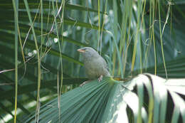 Image of Large Grey Babbler