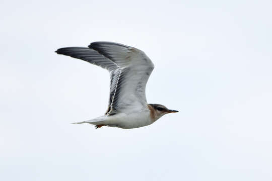 Image of Aleutian Tern