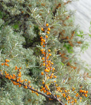 Image of Sea-buckthorn