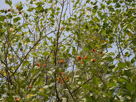 Image of erythrina