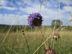 Image of Devil’s Bit Scabious