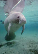 Image of manatees