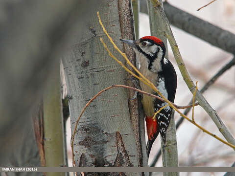 Image of Himalayan Woodpecker