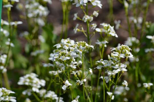 Image of annual candytuft