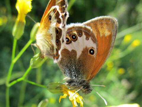 Image of pearly heath