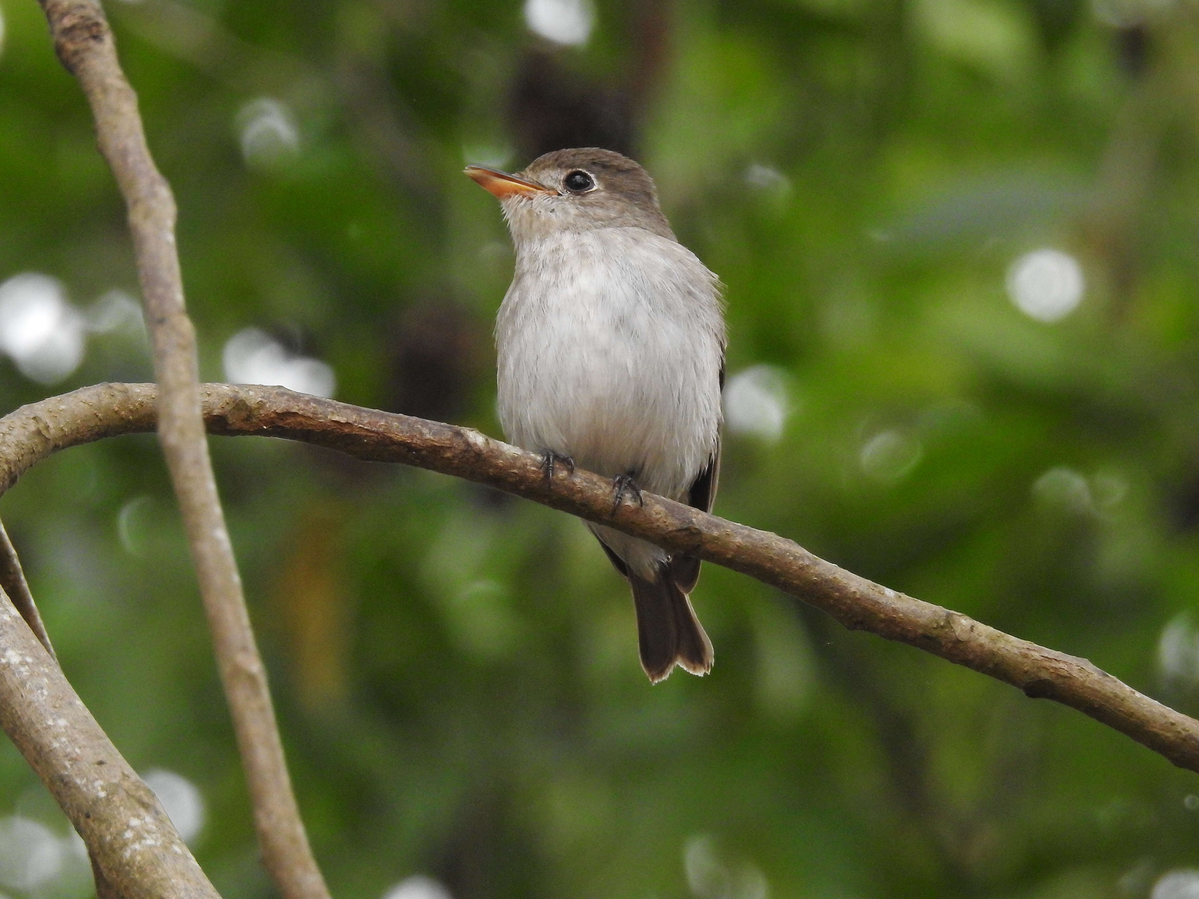 صورة Muscicapa dauurica Pallas 1811