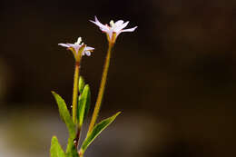 Image of american willowherb