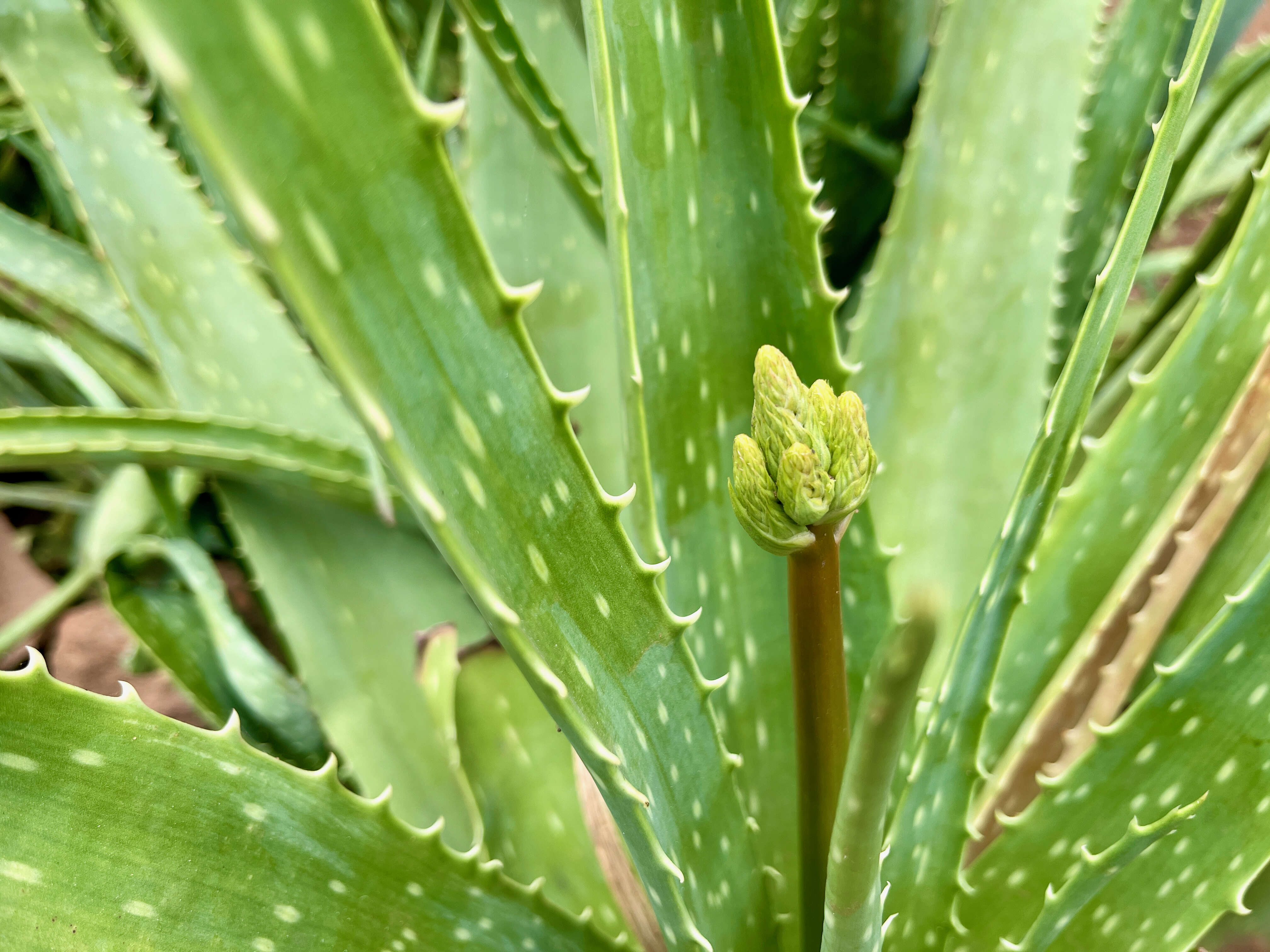 Image of Aloe vera