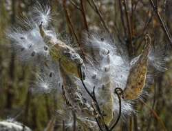 Imagem de Asclepias syriaca L.