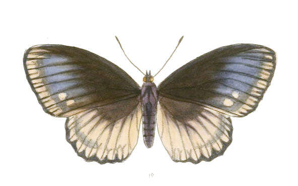 Imagem de Euripus nyctelius Doubleday 1845