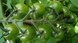 Image of Solanum lycopersicum var. cerasiforme