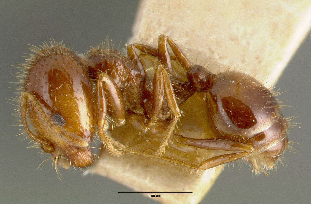 Solenopsis geminata (Fabricius 1804) resmi