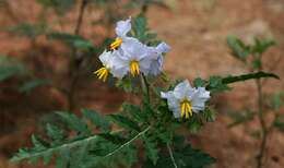 Plancia ëd Solanum sisymbriifolium Lam.