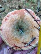 Image of Red Pine Mushroom