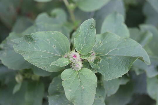 Image of common burdock