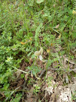 Imagem de Vicia grandiflora Scop.