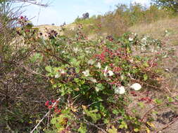 Image of Himalayan blackberry